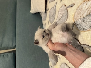 Pui British Shorthair premium   educați la litieră, disponibili - imagine 4