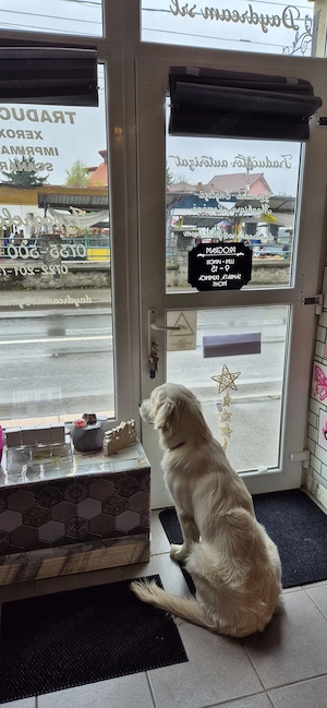 Servicii de traducere Baia Mare - imagine 3