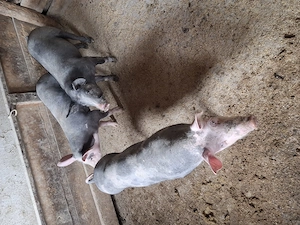 Vând soldani castrați și deparazitați  - imagine 3