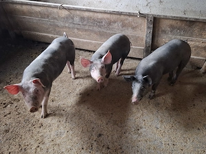 Vând soldani castrați și deparazitați  - imagine 2