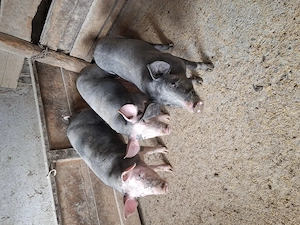 Vând soldani castrați și deparazitați  - imagine 4