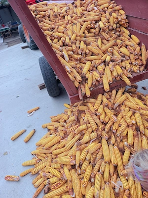 Grâu și porumb de vânzare 