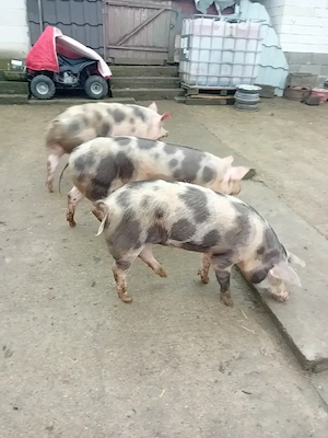 Porci de carne de vânzare