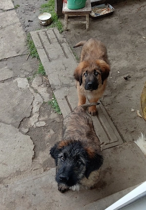 Vând catei - imagine 5