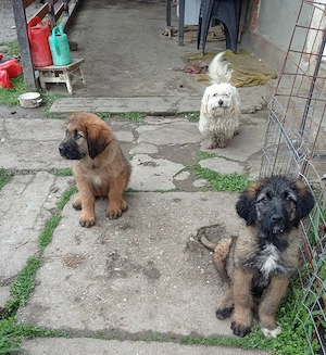 Vând catei - imagine 2