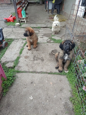 Vând catei - imagine 4