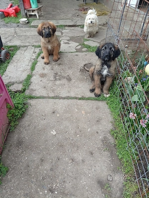 Vând catei - imagine 3