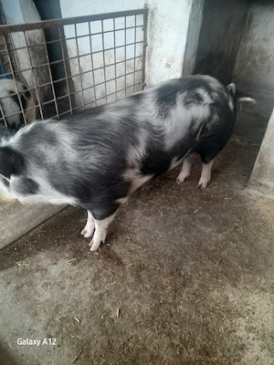 Disponibil pentru Duminică o pulpă 