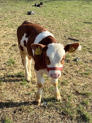 Vând vițel bălțat - imagine 3