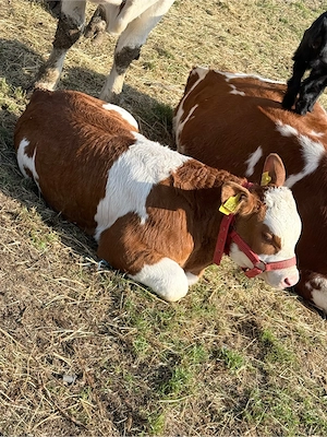 Vând vițel bălțat - imagine 4