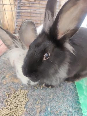 iepuri cap de leu - imagine 2