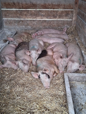 vând soldani ,medie  45 kg (masculi castraţi) - imagine 2