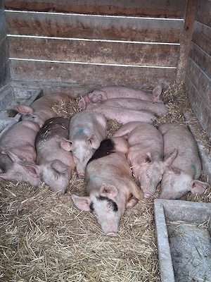 vând soldani ,medie  45 kg (masculi castraţi) - imagine 3