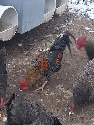 cocoși de vânzare  - imagine 4