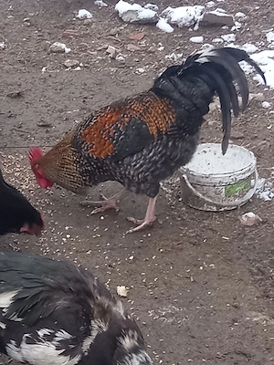 cocoși de vânzare  - imagine 2