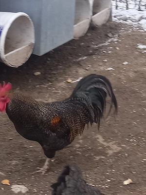 cocoși de vânzare  - imagine 3