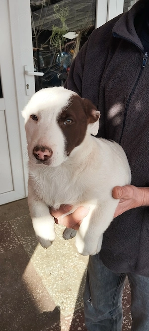 vand catei jack russel - imagine 2