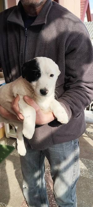 vand catei jack russel - imagine 4