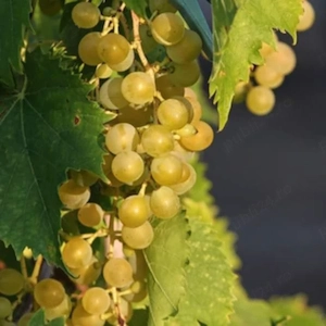 butasi de vita de vie de anul 2 și de anul 3 