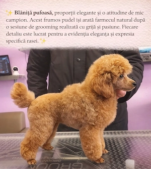 Poodle miniature cu pedigree - imagine 3