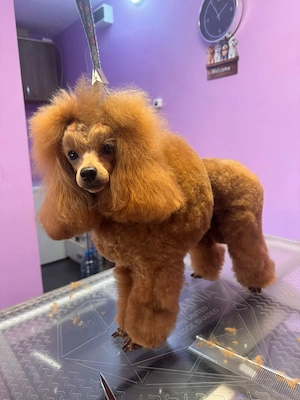 Poodle miniature cu pedigree - imagine 4