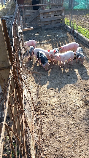 Vând purcei rasa Pietran