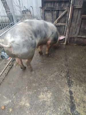Porc de vânzare, rasă Petran! 