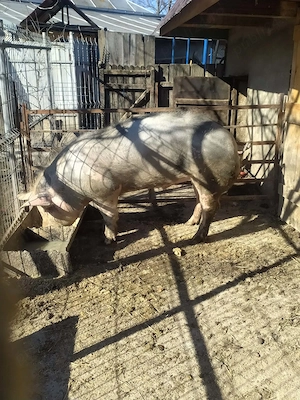 Porc de vânzare, rasă Petran!  - imagine 2