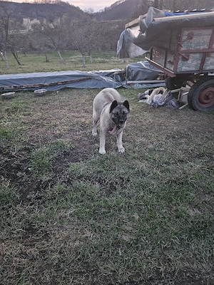 Ofer spre adopție femela Akita inu - imagine 4