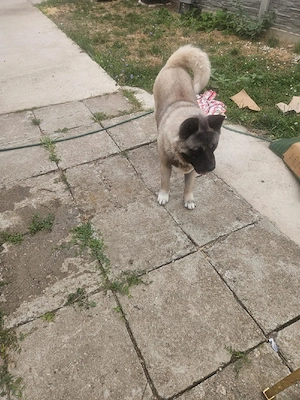 Ofer spre adopție femela Akita inu - imagine 3