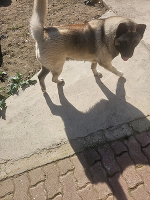 Ofer spre adopție femela Akita inu