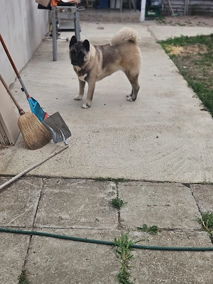 Ofer spre adopție femela Akita inu - imagine 2