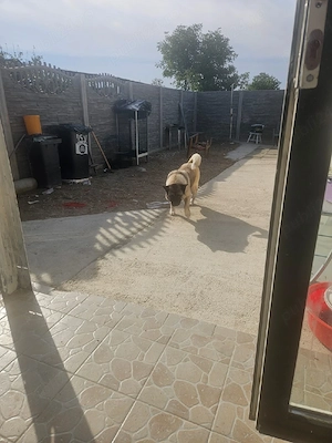 Ofer spre adopție femela Akita inu - imagine 5