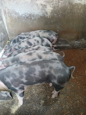 soldani de vanzare sau schimb pe oi