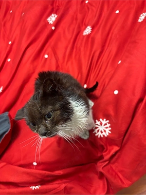 dau pisica spre adoptie  - imagine 2