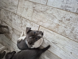 Donez metisii de Husky!