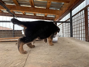 catelusi ciobanesc german  - imagine 2