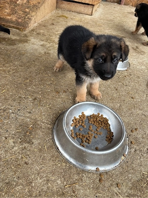 catelusi ciobanesc german  - imagine 5