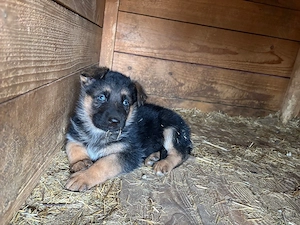 catelusi ciobanesc german  - imagine 3