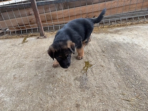 catelusi ciobanesc german  - imagine 4