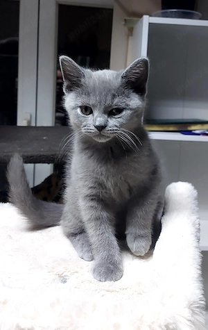 fetite si baietei rasa pura british & scotish - imagine 3