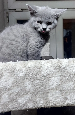 fetite si baietei rasa pura british & scotish - imagine 5