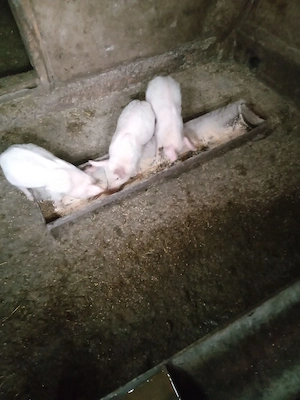 Purceii sunt vaccinati au rămas doar 3 buc mănâncă singuri faina usc - imagine 4