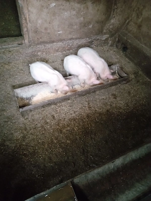 Purceii sunt vaccinati au rămas doar 3 buc mănâncă singuri faina usc - imagine 3