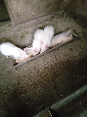 Purceii sunt vaccinati au rămas doar 3 buc mănâncă singuri faina usc