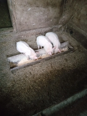 Purceii sunt vaccinati au rămas doar 3 buc mănâncă singuri faina usc - imagine 5