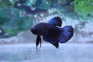 Masculi Betta pachet  - imagine 2