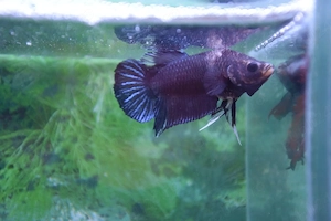 Masculi Betta pachet  - imagine 3