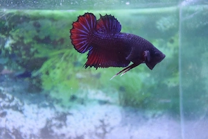 Masculi Betta pachet 