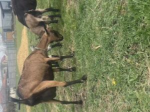 Capră albina franceză 